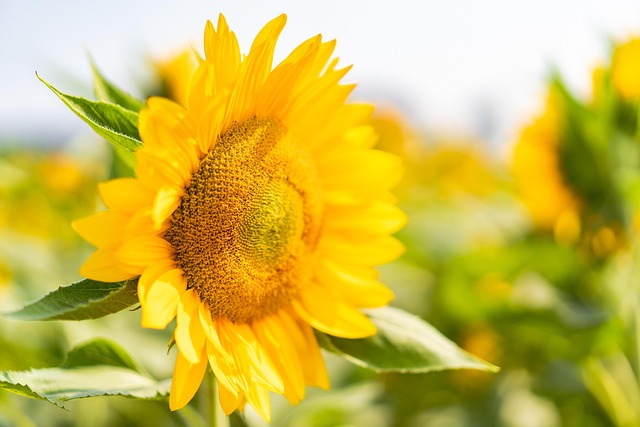 Gb6b58cfd04d261ee51370450659225d570fab32a6f0cf9371c9312ec1fdde50f8f0d8697b2c167c40bf636d13ab2fed840645905f667f34a9a30c636893635df 640